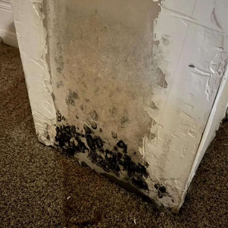 Professional Mold Removal in Jackson County, OH
